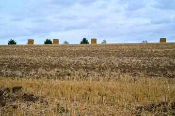 Harvested field with straw bales on horizon