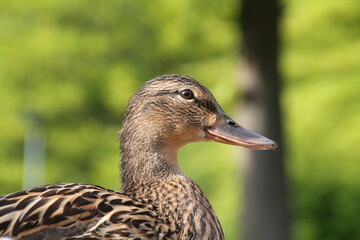 duck
