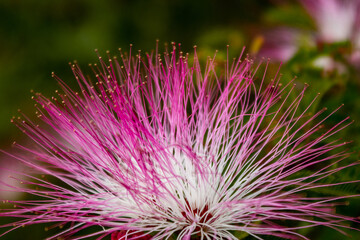 flores de litoral argentino