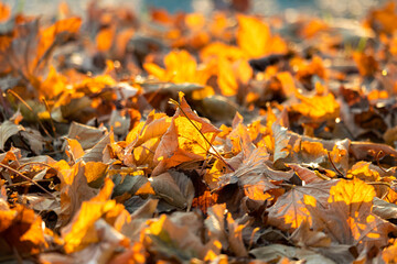 luces de otoño