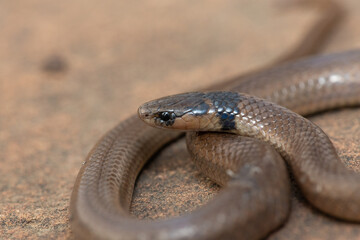 A beautiful Black-headed Centipede-eater (Aparallactus capensis), also known as a Cape centipede-eater, in the wild
