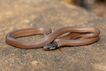 A beautiful Black-headed Centipede-eater (Aparallactus capensis), also known as a Cape centipede-eater, in the wild