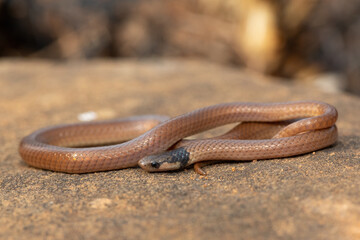 A beautiful Black-headed Centipede-eater (Aparallactus capensis), also known as a Cape centipede-eater, in the wild