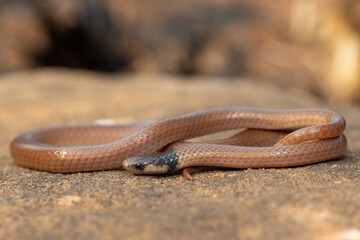A beautiful Black-headed Centipede-eater (Aparallactus capensis), also known as a Cape centipede-eater, in the wild