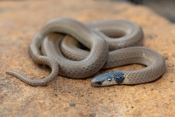 A beautiful Black-headed Centipede-eater (Aparallactus capensis), also known as a Cape centipede-eater, in the wild