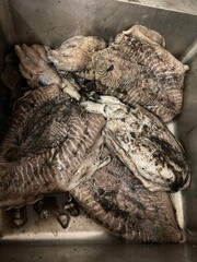 Black cuttlefish in the kitchen sink prior to cooking