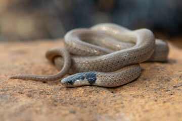 A beautiful Black-headed Centipede-eater (Aparallactus capensis), also known as a Cape centipede-eater, in the wild