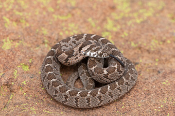 Rhombic egg eater (Dasypeltis scabra), also known as a common egg eater, or egg-eating snake, displaying defensiveness in the wild