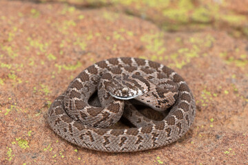 Rhombic egg eater (Dasypeltis scabra), also known as a common egg eater, or egg-eating snake, displaying defensiveness in the wild