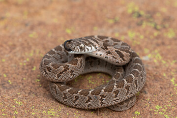Rhombic egg eater (Dasypeltis scabra), also known as a common egg eater, or egg-eating snake, displaying defensiveness in the wild