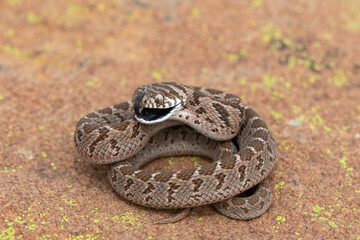 Rhombic egg eater (Dasypeltis scabra), also known as a common egg eater, or egg-eating snake, displaying defensiveness in the wild
