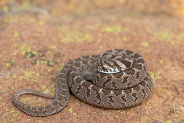 Fototapeta premium Rhombic egg eater (Dasypeltis scabra), also known as a common egg eater, or egg-eating snake, displaying defensiveness in the wild