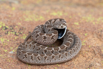 Rhombic egg eater (Dasypeltis scabra), also known as a common egg eater, or egg-eating snake, displaying defensiveness in the wild