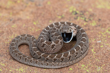 Rhombic egg eater (Dasypeltis scabra), also known as a common egg eater, or egg-eating snake,...