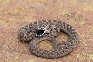 Rhombic egg eater (Dasypeltis scabra), also known as a common egg eater, or egg-eating snake,...