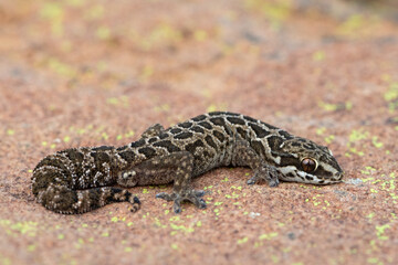 A beautiful Spotted Thick-toed Gecko (Pachydactylus maculatus) on a large rock in the wild
