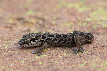 A beautiful Spotted Thick-toed Gecko (Pachydactylus maculatus) on a large rock in the wild