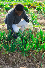African farmer harvesting green onion at plantation on a sunny day