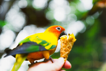 Bird, Parrot perching on the man 's hand and eating seeds in the flour cone is a concept of raising exotic animals with more care and love in the present era.