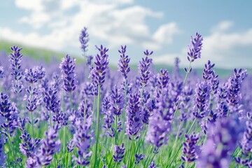 Obraz premium A field of lavender blooms under a clear sky. Perfect for designs about beauty, peace, and relaxation.