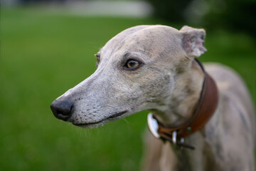 Whippet dog portrait outdoors with grass background.