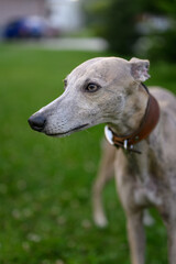 Whippet dog portrait outdoors with grass background.