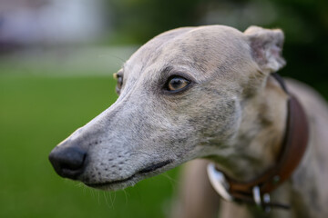 Whippet dog portrait outdoors with grass background.