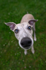Dog whippet gray outside on the lawn.