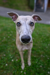 Dog whippet gray outside on the lawn.