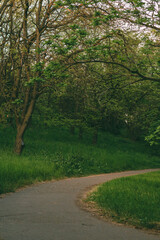 Asphalt winding road among trees and green tall grass. Beautiful landscape of the botanical garden.
