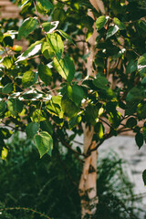 Birch branches and leaves close-up. Summer lightness on a sunny day.