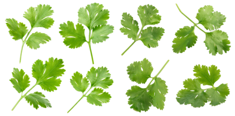 Fresh cilantro leaves in various shapes isolated on transparent background