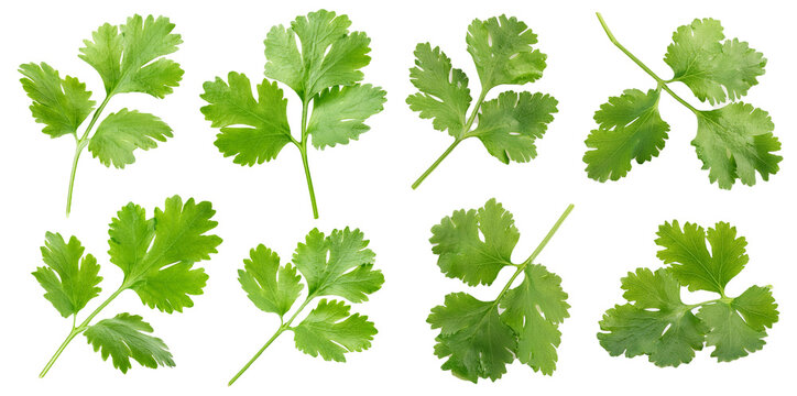 Fresh cilantro leaves in various shapes isolated on transparent background