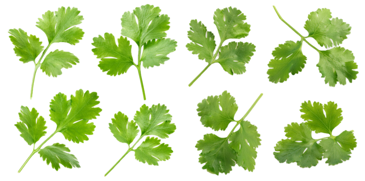 Fresh cilantro leaves in various shapes isolated on transparent background
