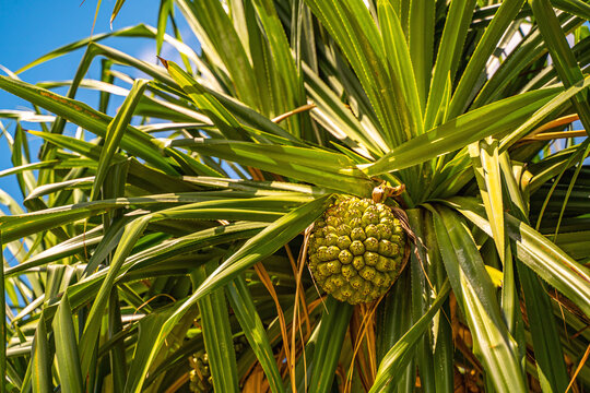 Close-up of Pandanus tectorius (Pandan, Screw Pine)