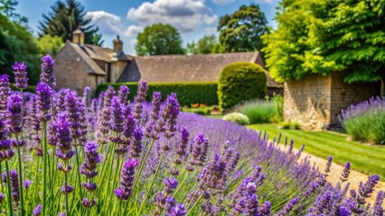 Softly focused lavender blooms sway gently in the lush, serene gardens of Hidcote Manor, surrounded by rustic stone walls and lush greenery on a summer day.