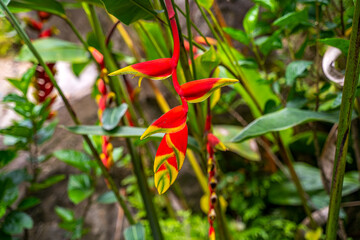 Close up of Heliconia rostrata