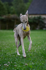 A whippet dog plays with a rubber ring.