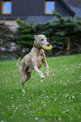 A whippet dog plays with a rubber ring.