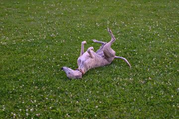 A whippet dog is rolling on the lawn.