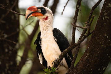Red Beaked Van Der Decken's Hornbill, Tarangire National Park, Tanzania