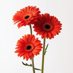 close up of gerbera flowers isolated on white background