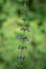 Purple Migraine flowers and green stem.