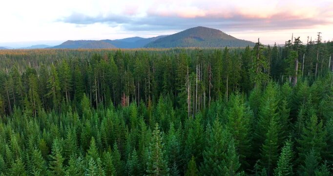Washington National Forest Aerial Scenery Lush Trees