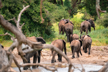 Fototapeta premium Family of Elephants Leaving River, Tarangire National Park, Tanzania