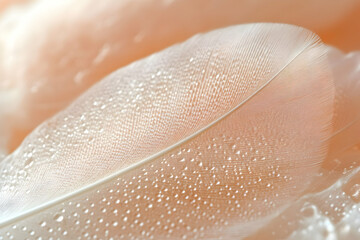 Fototapeta premium Closeup White Feather with Water Droplets Abstract Background