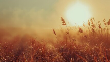 A serene landscape of a vast field of tall grass with the warm sun shining in the background, ideal for use as a backdrop or illustration