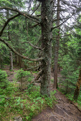 Big spruce trunk in the forest.