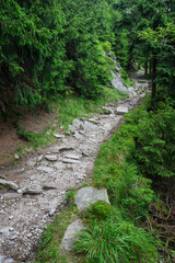 Stones on the forest path in the forest.