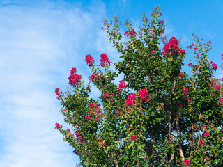 鮮やかな百日紅の花と真夏の青空